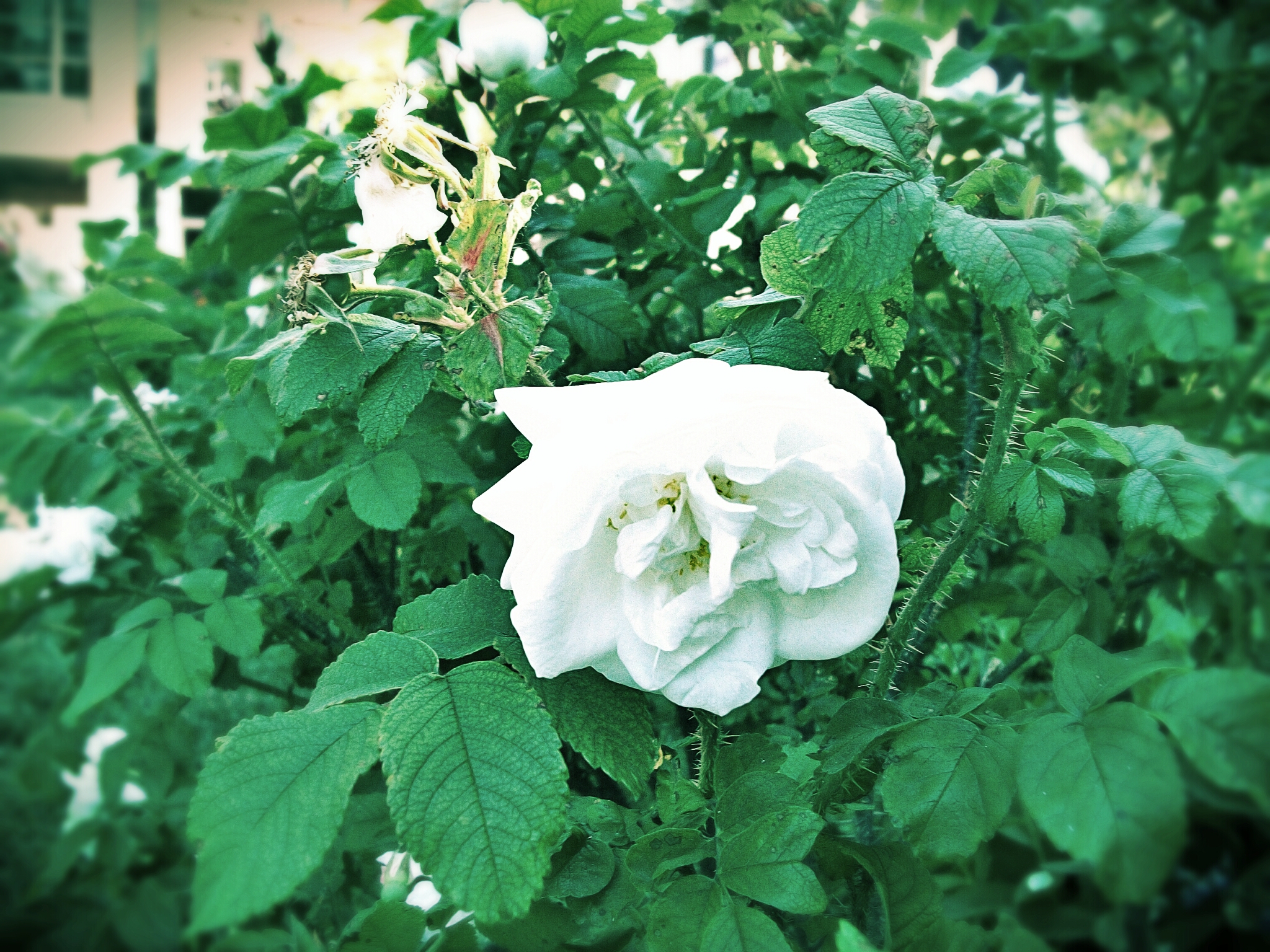 D.A. photo